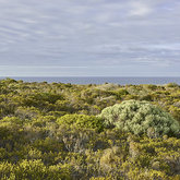 Fynbos of De Hoop